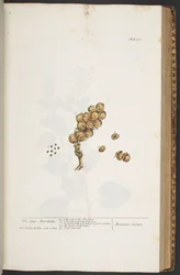 Plaat 371, uit 