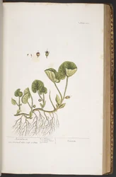Plaat 383, uit 