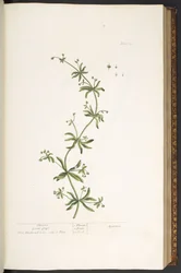 Plaat 39, Kleefkruid, uit 