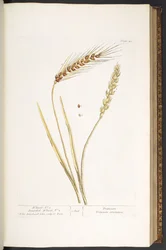 Plate 40, Wheat, en Bearded Wheat, uit 