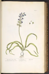 Plaat 61, Hyacint of Hazenklokjes, uit 