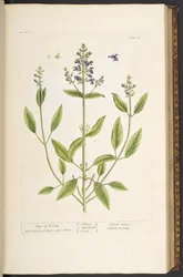 Plate 71, uit 