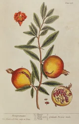 Punica granatum, uit Een Curieus Kruidboek, 1782