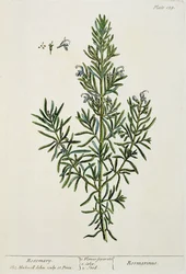 Rosmarinus Officinalis, uit 
