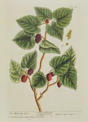 De Moerbeiboom, plaat 126 uit 