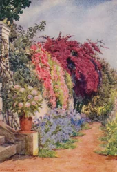 Bougainvillea en rozen, Welgelegen, Rosebank (kleurenlitho)