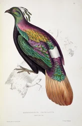 Himalaya Monal Fazant, uit 