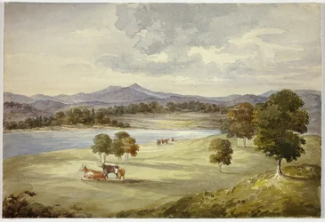 Koeien in landschap