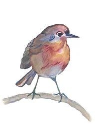 Robin, 2017 (aquarel)