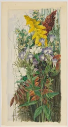 Wilde bloemen
