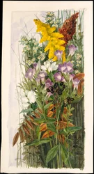Wilde bloemen