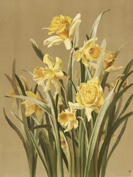 Narcissen