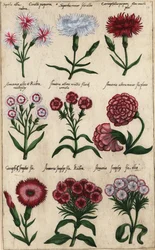 Verschillende soorten anjer, Dianthus caryophyllus