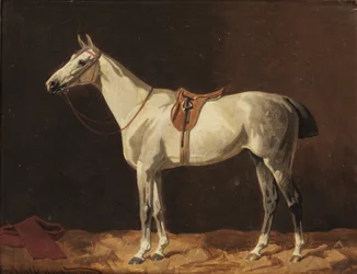 Een gezadeld grijs paard wacht in een stal