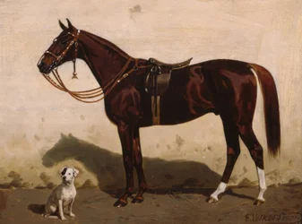 Gezadelde vos met hond