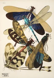 Plaat 10 uit Insectes, uitgegeven in de jaren 1930