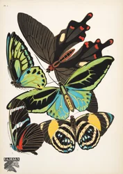 Plaat 1 uit Papillons, uitgegeven in 1925