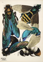 Plaat 5 uit Insectes, uitgegeven in de jaren 1930