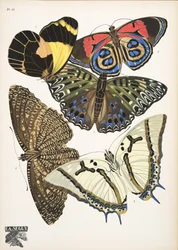 Plaat 12, uit Papillons, uitgegeven in 1925