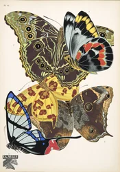 Plaat 15, uit Papillons, uitgegeven in 1925