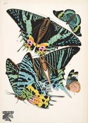 Plaat 7, uit Papillons, pub. 1925