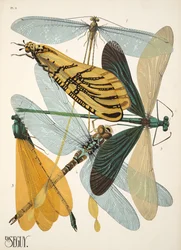 Plaat 9 uit Insectes, uitgegeven in de jaren 1930