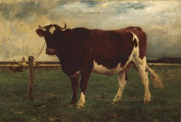 Studie van een koe