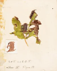 Verkreukeld Blad Rups