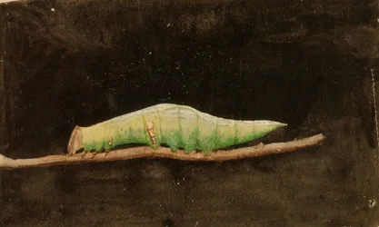 Larger Spotted Beach Leaf Edge Caterpillar, studie voor boek Concealing Coloration in the Animal Kingdom