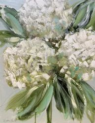 Verse witte hortensia’s