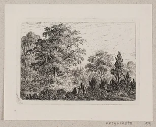 Boslandschap
