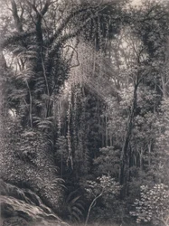 Uitzicht op de Kloof boven Apia, Upolu, West-Samoa, 1877