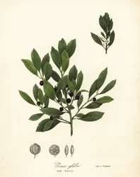 Appalachische thee, verfbladeren, groenblijvende winterbes, galbes en inktbes, Ilex glabra