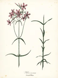 Awned phlox, Phlox aristata