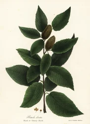 Zwarte berk of kersenberk, Betula lenta