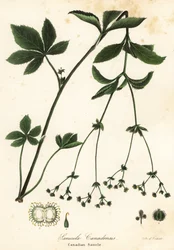 Canadese zwarte slangenwortel of Canadese sanikel, Sanicula canadensis