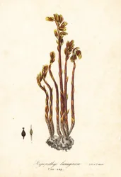 Pijpbloem, valse beukendruppels, dennenappels of gele vogelnest, Monotropa hypopitys