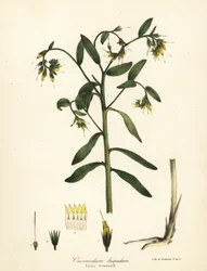 Valse gromwell, Onosmodium hispidum