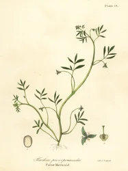 Valse zeemeermin, Floerkea proserpinacoides