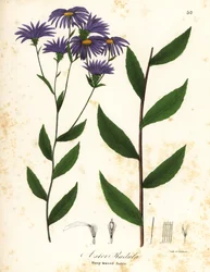 Ruwe aster of ruwe bosaster, Eurybia radula