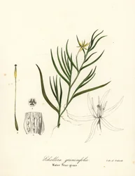 Modderweegbree of waterhyacint, Heteranthera dubia (waterstergras, Schollera graminifolia)