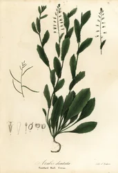 Murbeckiella pinnatifida