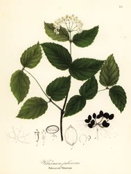 Behaarde sneeuwbal, Viburnum pubescens