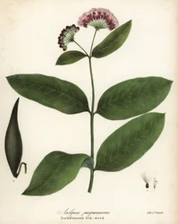 Paarse zijdeplant, Asclepias purpurascens
