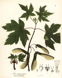 Zilveresdoorn, Acer saccharinum