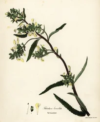 Hoge lousewort, Pedicularis lanceolata