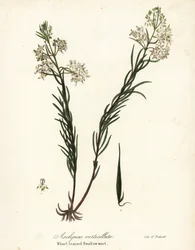 Gekrulde zijdeplant, oostelijke gekrulde zijdeplant, paardenstaart zijdeplant of kransbladige zwaluwwortel, Asclepias verticillata
