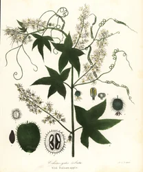 Wilde komkommer, stekelige komkommer, bur komkommer of wilde balsemappel, Echinocystis lobata