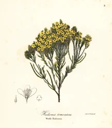 Wollige strandheide, strandheide, zandheide of wollige hudsonia, Hudsonia tomentosa