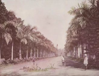 Laan van Palmen, Botanische Tuinen, Calcutta